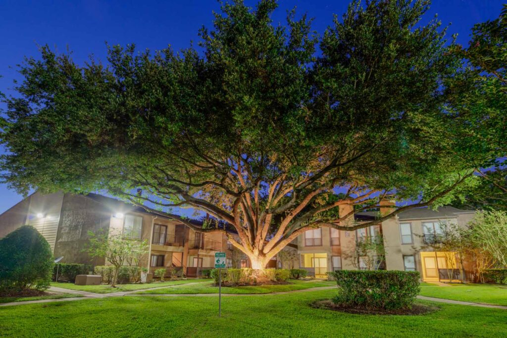 tree at evening